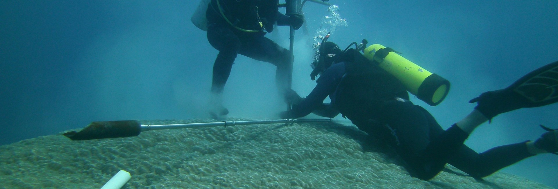 Divers examining coral