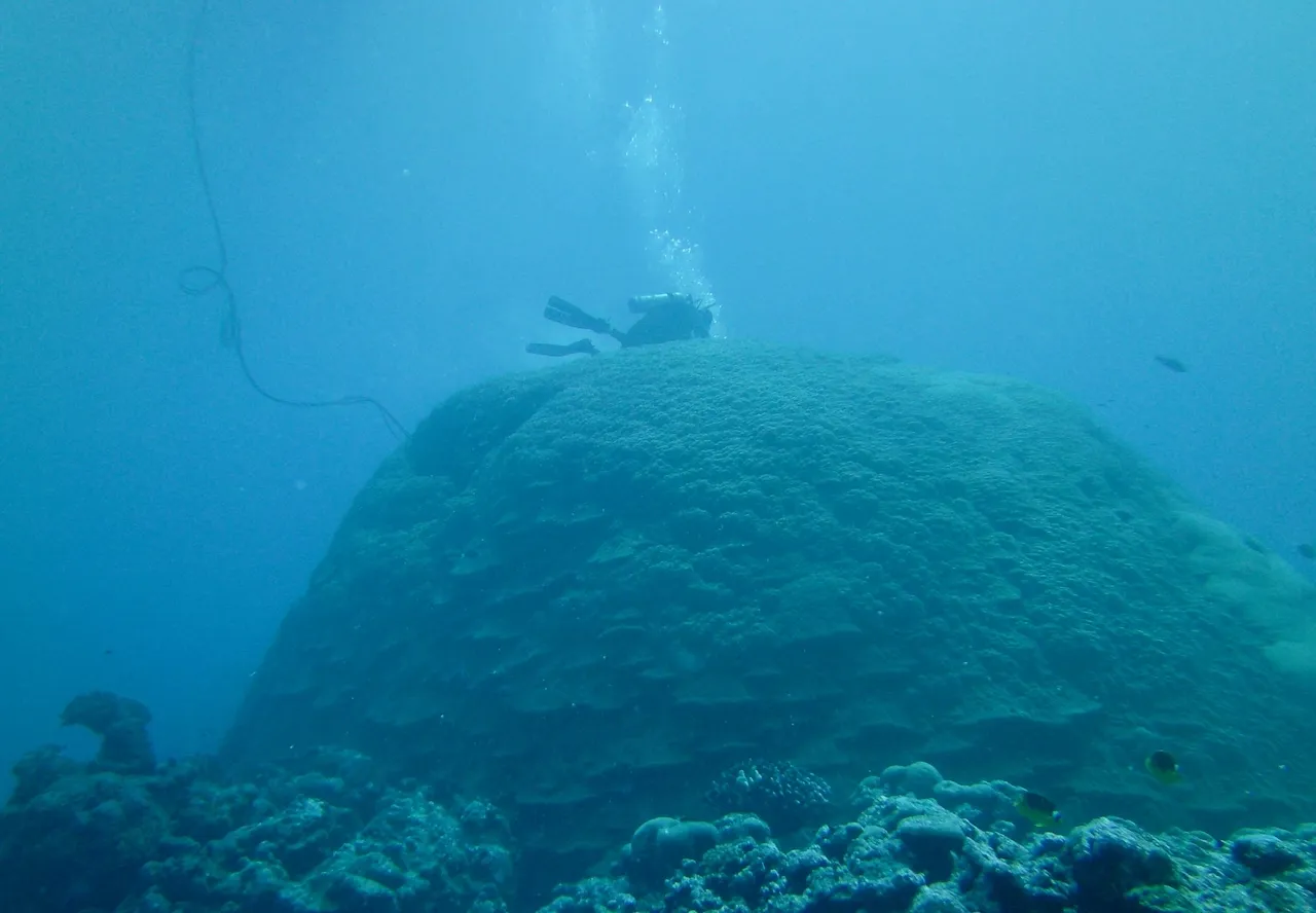 A member of Brad Linsley’s research team surveys a large Porites coral colony near American Samoa. (Photo: Brad Linsley)