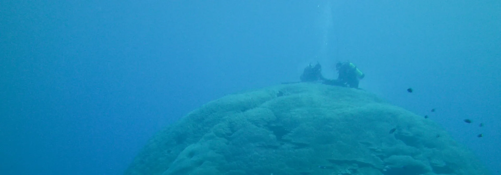 Scientists examining a coral