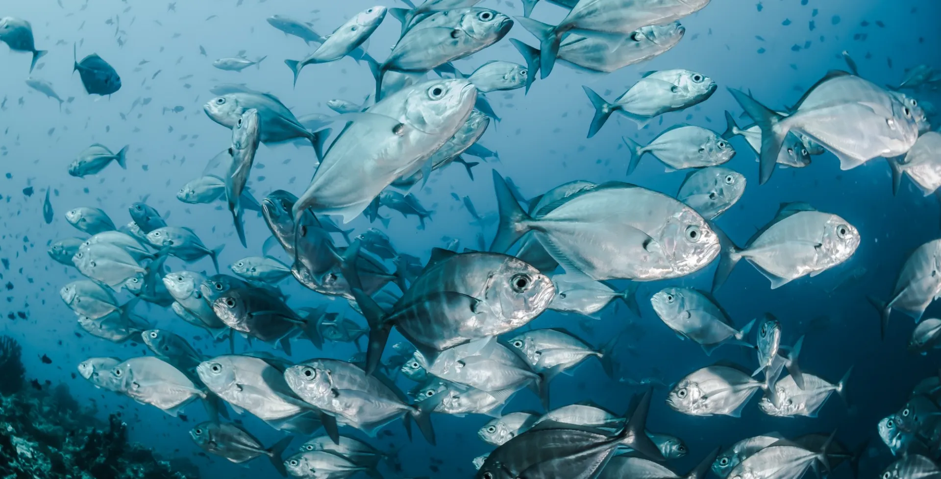 School of fish