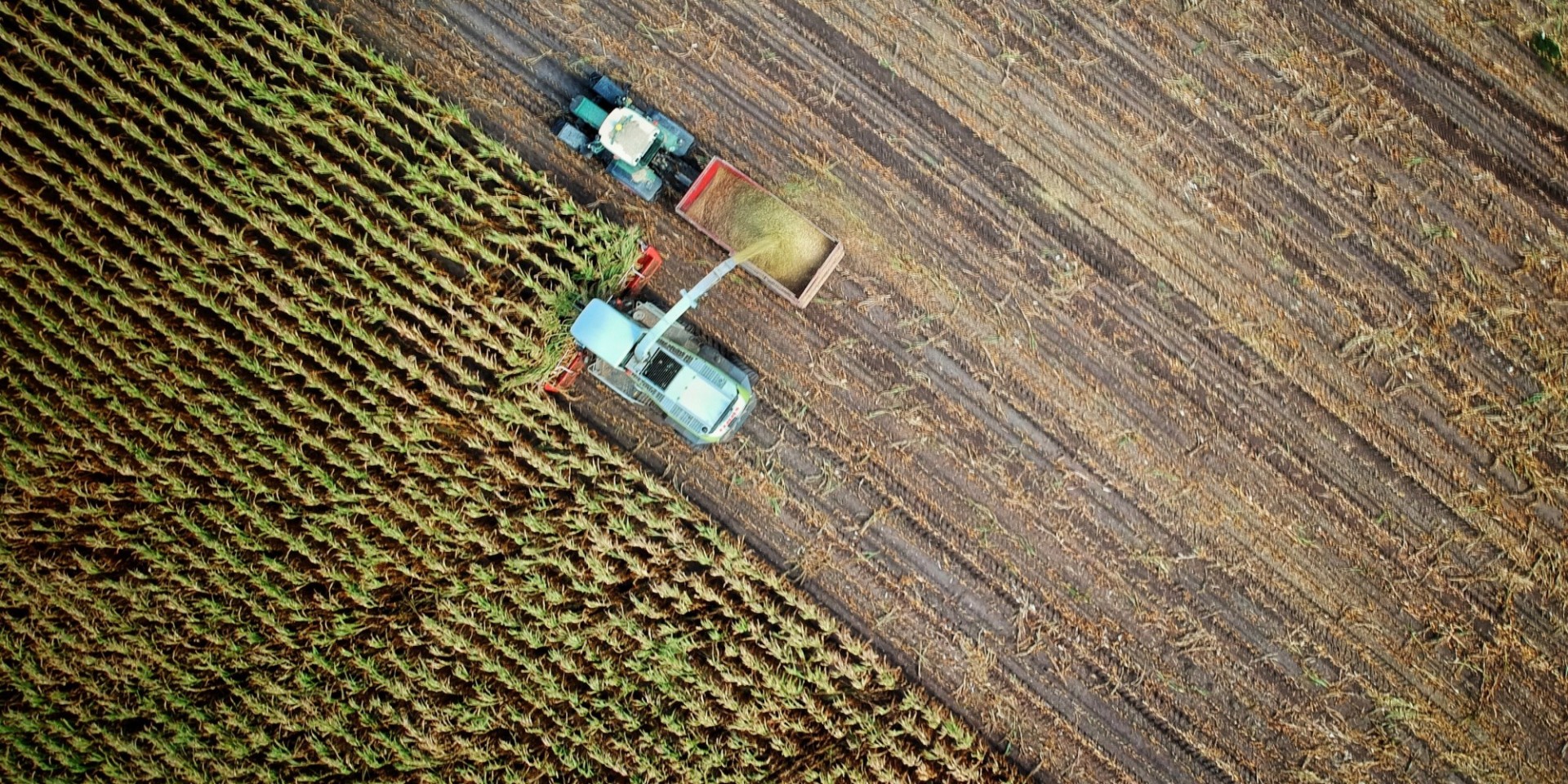 Tractor in a field harvesting crops