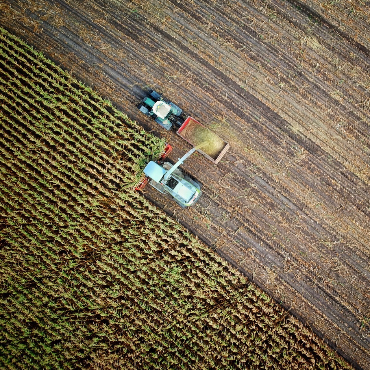 tractor harvesting crops in a field