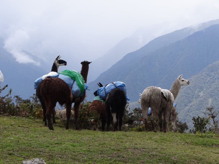 Llamas were used to transport gear to remote sites during fieldwork Andreu-Hayles undertook in Bolivia in 2012 to determine the potential of tree-ring research in the region. This preliminary tree-ring pilot study was supported by the John D. and Catherine T. MacArthur Foundation through a grant of the Inter-American Institute for Global Change Research. The purpose of their initiative was to conduct a multi-disciplinary biodiversity vulnerability (Photo courtesy of Maria Elena Gutiérrez Lagoueyte).
