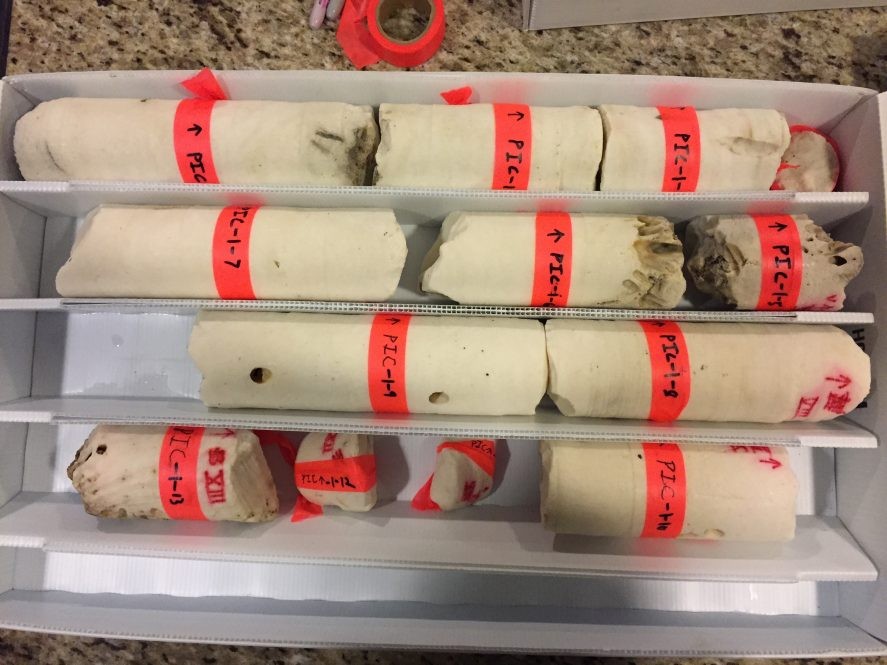Coral cores collected by Brad Linsley and his research team in Panama. The cores will be split in half and analyzed to reconstruct the history of coral bleaching and hydrologic changes in the region back to the mid-1800s. (Photo: Brad Linsley)