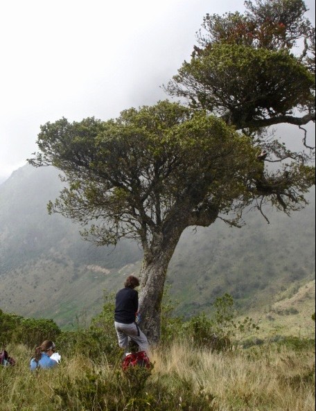 Laia Andreu-Hayles takes a core from a tree during her visit to Los Nevados National Park in Colombia in 2010. This fieldwork was funded by the Columbia’s Climate Center and was in collaboration with researchers from the School of Engineering of Antioquia in Medellin (Photo courtesy of Laia Andreu-Hayles).