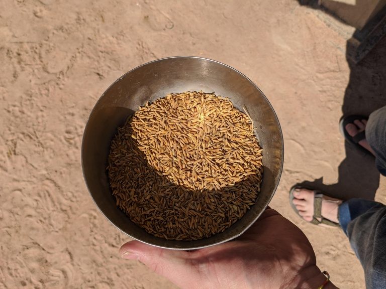 Whole rice grains collected in a metal bowl used to measure out rice for daily consumption. This rice contains elevated arsenic levels. (Photo: Ben Bostick) Rice in a bowl
