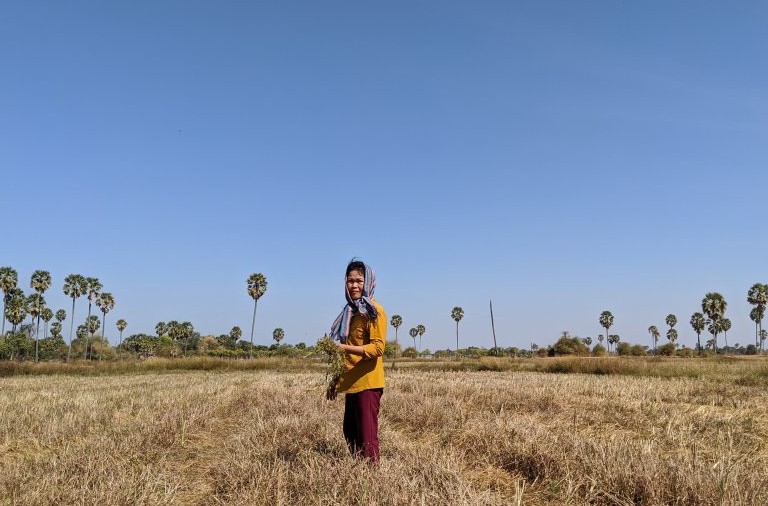 A Cambodian farmer stands in a rice field