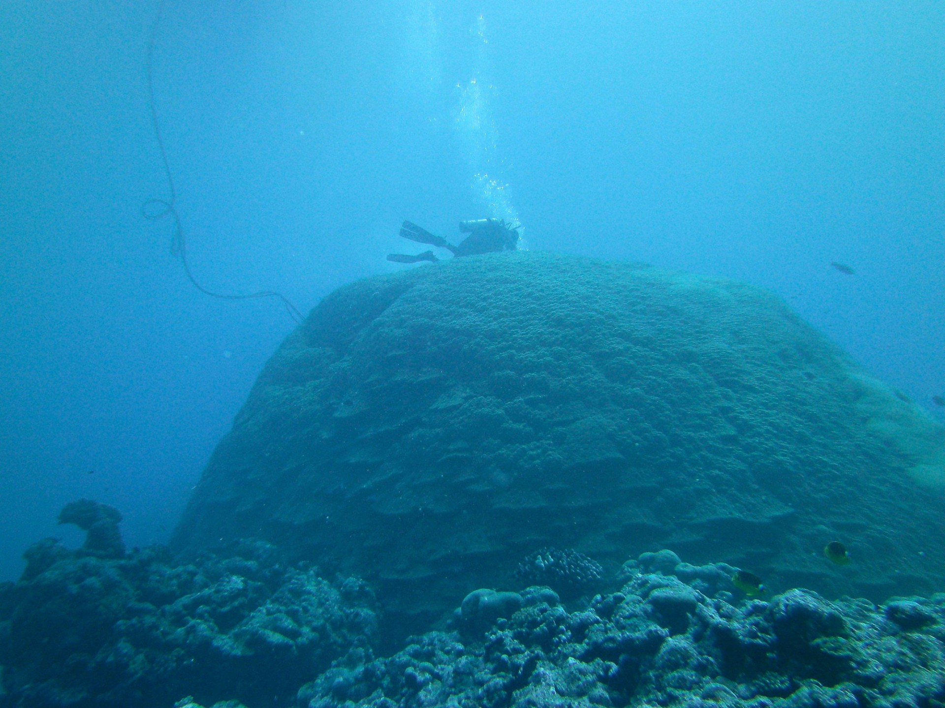 A scientist surveys a large Porites coral colony in American Samoa, which is located in the South Pacific Convergence Zone (SPCZ) and impacted by the SPCZ zonal events Linsley et al. reconstructed using similar corals from Indonesia’s Makassar Strait. (Photo: Brad Linsley)
