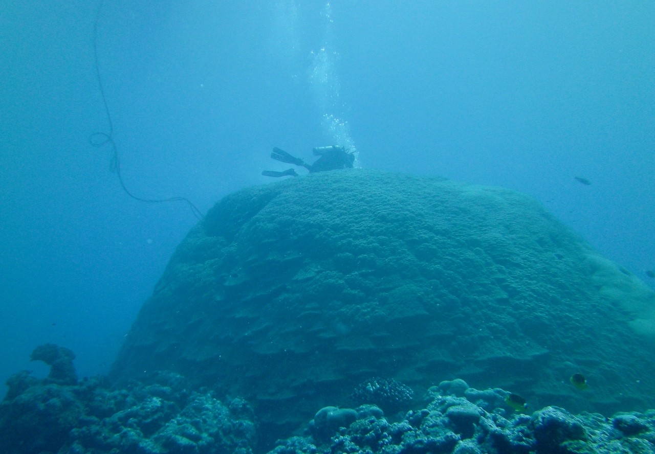 A member of Brad Linsley’s research team surveys a large Porites coral colony near American Samoa. (Photo: Brad Linsley)