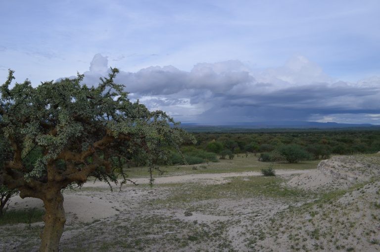 Savannah grasslands in southern Kenya, where remains of many early humans have been found. (Photo: Kevin Krajick/Earth Institute)