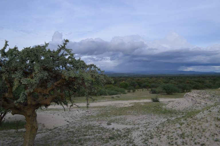 Savannah grasslands in southern Kenya, where remains of many early humans have been found. (Photo: Kevin Krajick/Earth Institute) Savannah grasslands in southern Kenya, where remains of many early humans have been found. (Photo: Kevin Krajick/Earth Institute)