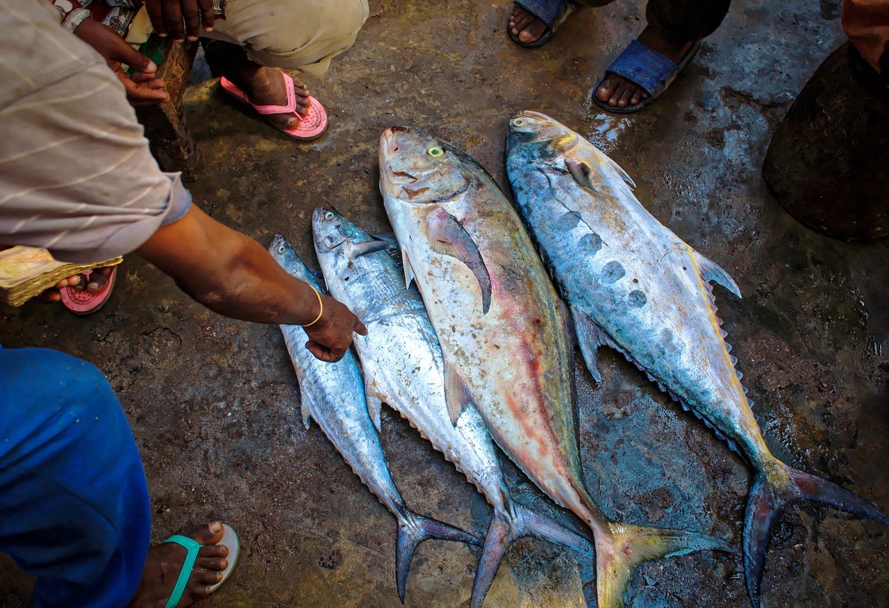 “Ocean warming in the 20th century and beyond has contributed to an overall decrease in maximum catch potential,” the new IPCC report says. This will compound the effects of overfishing for some fish stocks and severely impact food, culture, and livelihoods. (Image: Kevin Phillips) “Ocean warming in the 20th century and beyond has contributed to an overall decrease in maximum catch potential,” the new IPCC report says. This will compound the effects of overfishing for some fish stocks and severely impact food, culture, and livelihoods. (Image: Kevin Phillips)
